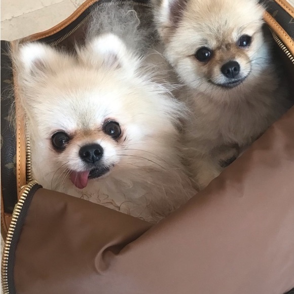 LOUIS VUITTON PET CARRIER - Picture 2 of 4